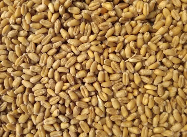 Premium Flour by Ziaan Agro